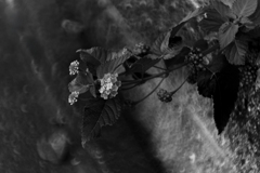 metamorphoses of the rainbow