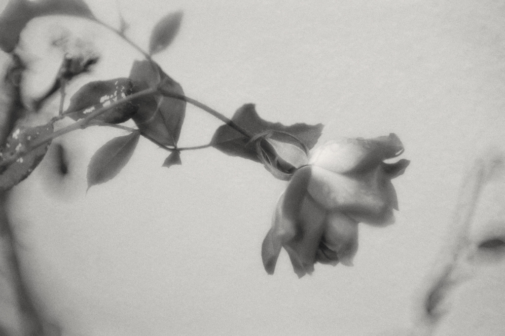 薔薇狂