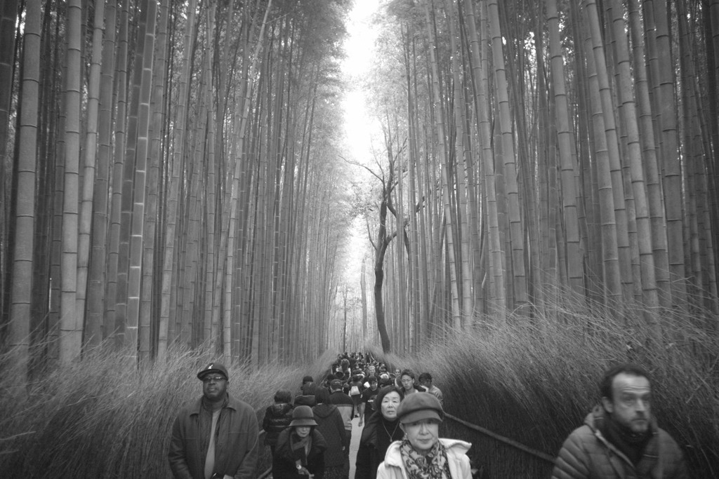 「　The Way of The Bamboo Forest　」