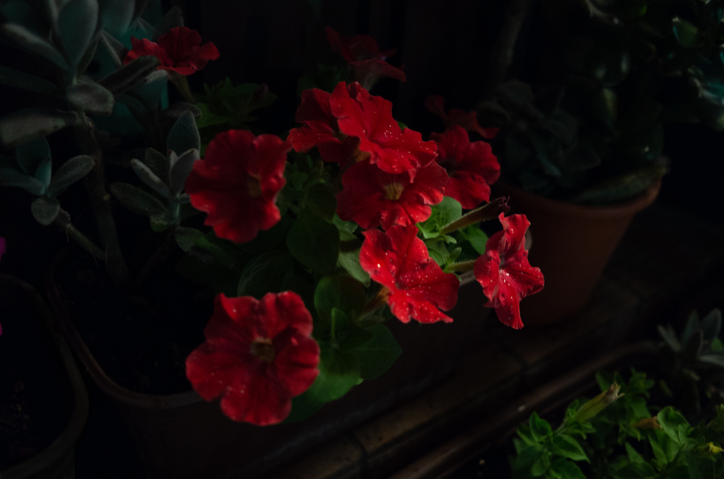 X2 LIGHT