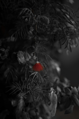 RED SHADOW