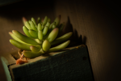 BANANAS K-M-S