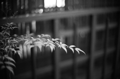 南天　〜古の都 １１〜