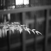 南天　〜古の都 １１〜