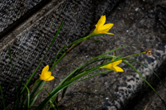 Zephyranthes