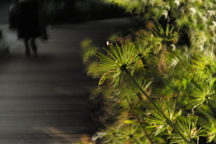 The Way of The Agapanthus　