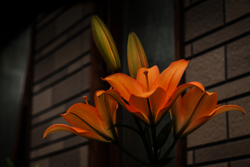 SUMMAREX LILIES