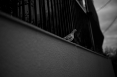 The Dove