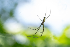 SPIDER SPIN