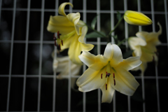 SUMMILUX LILIES