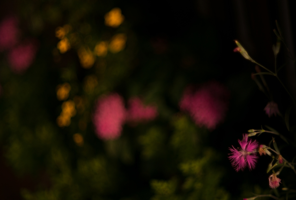 秋の七草　〜Dianthus superbus〜