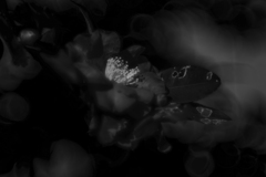 blurred
