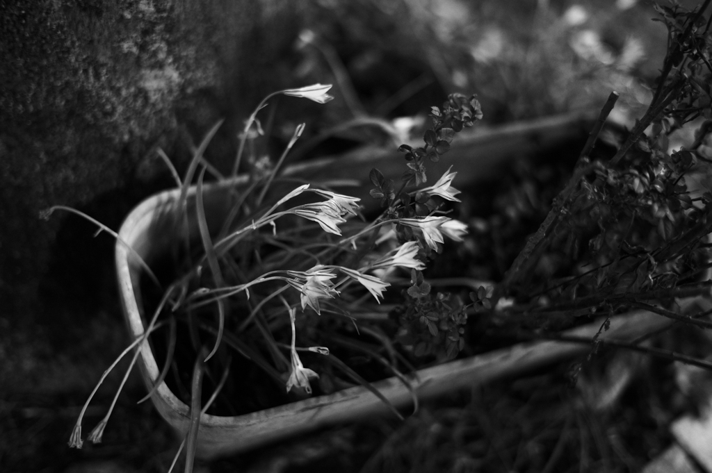 愛のSUMMILUX