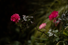 瑞光ﾉ薔薇