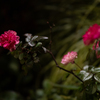 瑞光ﾉ薔薇