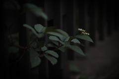 雨