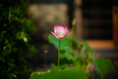 The Way to Kiyomizu Temple