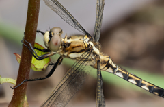 a Dragonfly