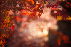 JAPAN-MAPLE RUSH 13