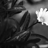 Gazania
