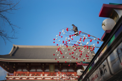 The Dove