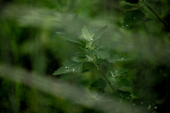 「　晴れ間の雨垂れ　　」