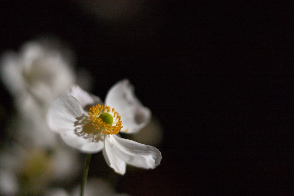 　SUMMILUX ANEMONE　