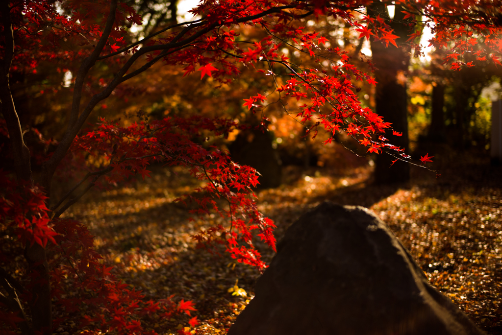 JAPAN-MAPLE RUSH 1５　　〜SUMMILUX-GHOST〜