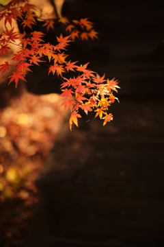 原点にして頂点 ⅩⅥ