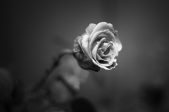 MACRO-SWITAR LOVE