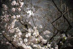 月に桜