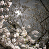 月に桜