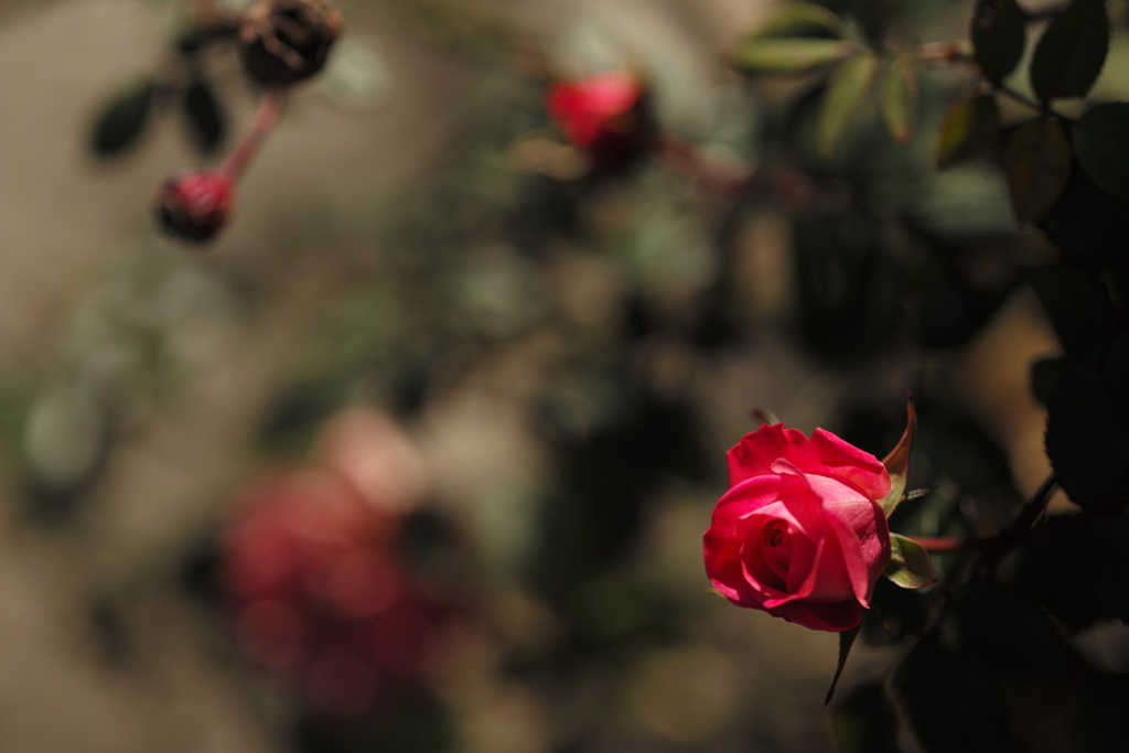 薔薇の滴