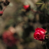 薔薇の滴