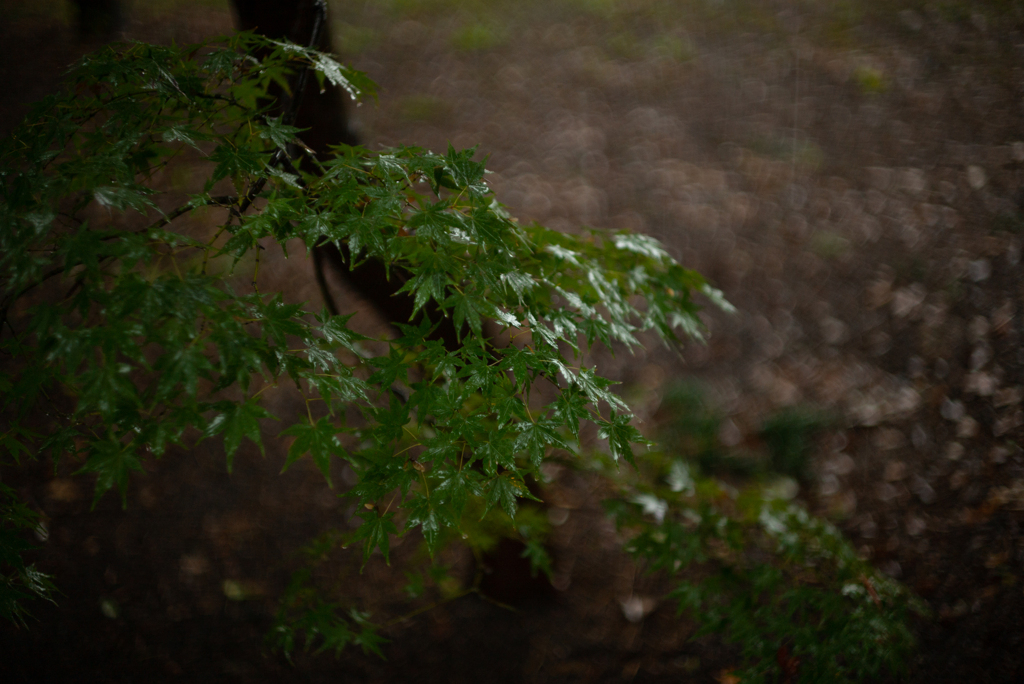 雨ノ九品仏 弍