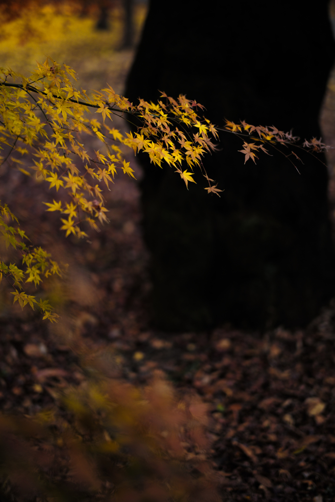 JAPAN-MAPLE RUSH ４