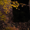 JAPAN-MAPLE RUSH ４
