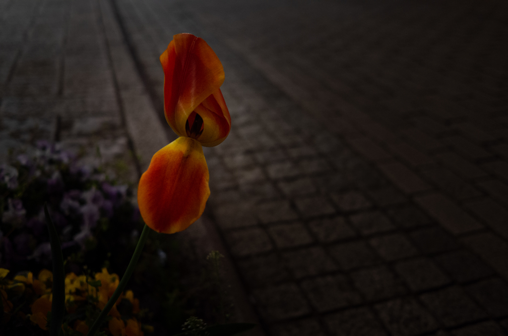 X2 tulip Ⅱ