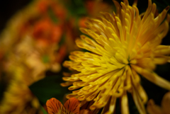 Empire chrysanthemum