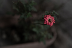 ZUIKO ROSE Ⅱ