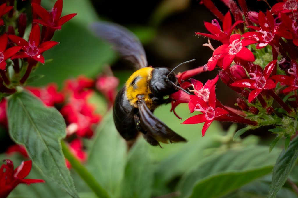 ペンタスに熊蜂