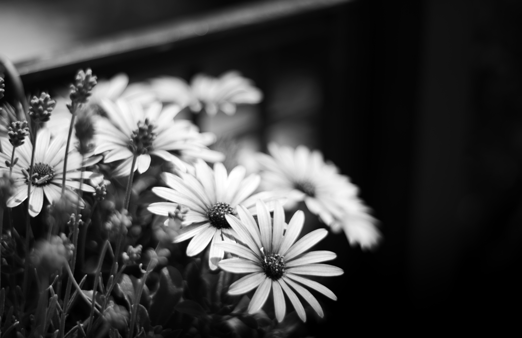 　MACRO-SWITAR LOVE　