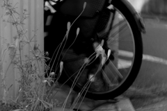 自転車に長実雛罌粟