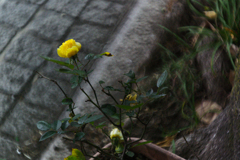  f/6.3のrose yellow