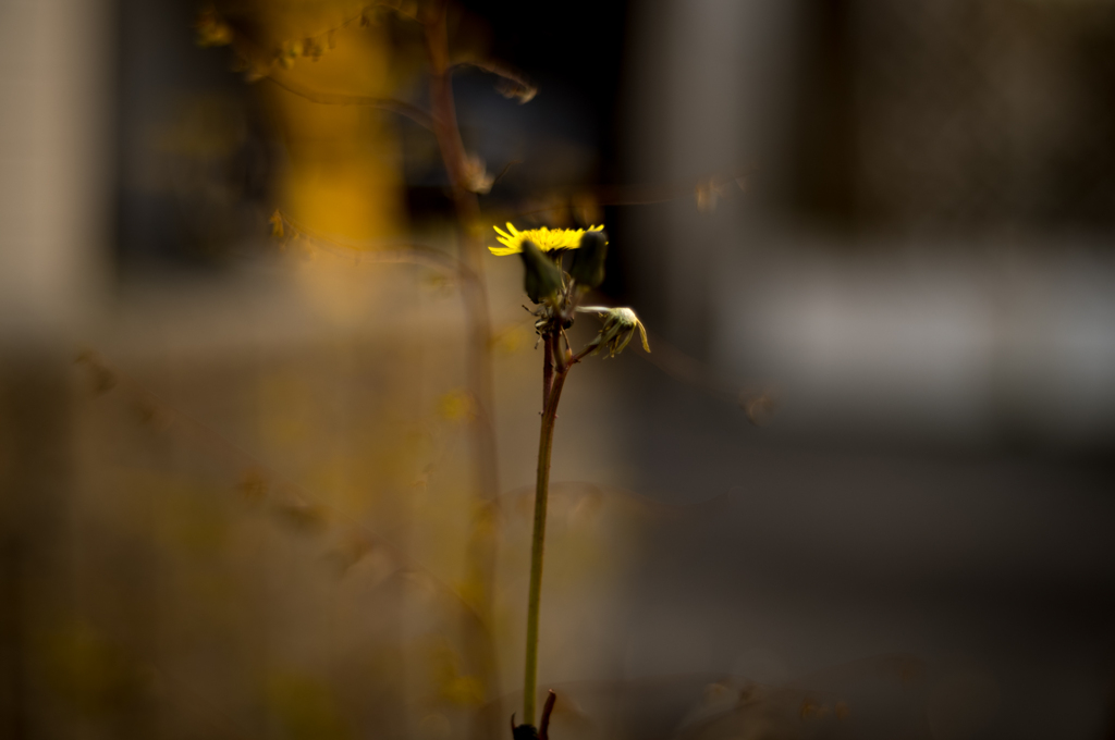 Eternal Light