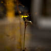 Eternal Light