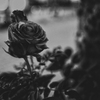 薔薇狂