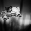 MM Narcissus