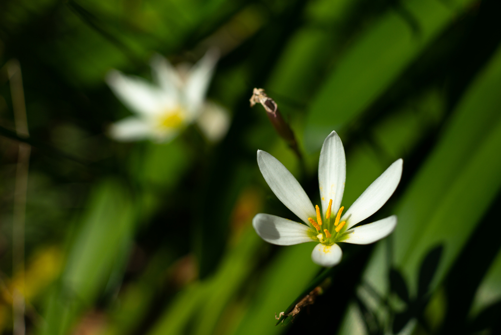 何の花かな？