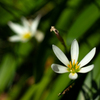 何の花かな？